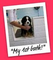 Woof N Suds Pet Wash & Groom image 5