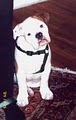 A Buddy For Hire - Dog walkers and Pet sitters - New York - NYC image 2