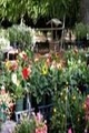 ABC Plant Nursery & Garden image 3