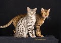 Adopt A Bengal Cat image 2
