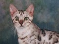 Adopt A Bengal Cat image 3