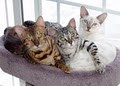 Adopt A Bengal Cat logo