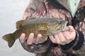 Albemarle Angler image 5