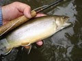 Albemarle Angler image 6