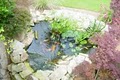 All Aquatics Aquarium and Pond Maintenance image 4