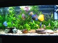 All Aquatics Aquarium and Pond Maintenance image 5