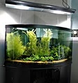 All Aquatics Aquarium and Pond Maintenance image 7