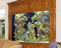 All Aquatics Aquarium and Pond Maintenance image 1