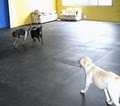 Alpha Dog Daycare & Boarding image 3