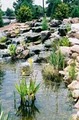 American Aquascapes Watergardens Inc. image 7