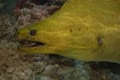 Aquatic Life image 6