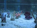 Aquatic Treasures Reef Store, Inc. image 4