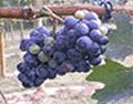 Arcady Vineyard Wine Tours, LLC and B&B image 2