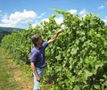 Arcady Vineyard Wine Tours, LLC and B&B image 6