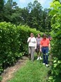 Arcady Vineyard Wine Tours, LLC and B&B image 8