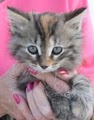 Athens County Humane Society image 2