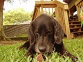Barks n' Wags Dog Walking and Pet Sitting Tampa, FL! image 3