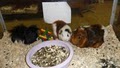Barnyard Pet Shop image 2