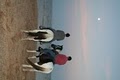 Beach Horseback Rides with Country Carriages image 2