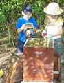 Bee Brothers Apiary image 2