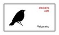 Blackbird Cafe logo