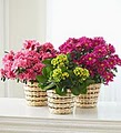 Bouquets and Events Florist Shop image 10