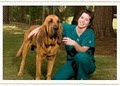 Bush Animal Clinic logo