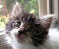 CATS Cat  Rescue & Adoption image 2