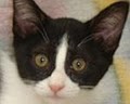 CATS Cat  Rescue & Adoption image 4