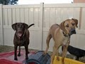 Camp Bow Wow, Agoura Hills image 6