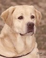 Cherry Oaks Labradors image 1