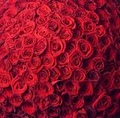 Chicago Flower Company - Wholesale Division logo