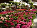City Floral Greenhouse image 2