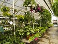City Floral Greenhouse image 3
