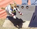 Clever Canines Dog Training image 4