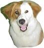 Clever Canines Dog Training image 1