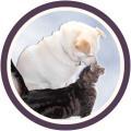 Debra Davis Pet Care logo
