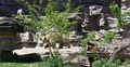 Detroit Zoological Society image 5