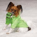 Dog Clothes,  Dog Supplies by Kool Dog Tees image 2