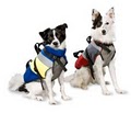 Dog Clothes,  Dog Supplies by Kool Dog Tees logo