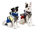 Dog Clothes,  Dog Supplies by Kool Dog Tees image 1