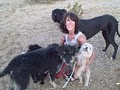 Dog Training/Behavior Modification  in Palm Springs image 3