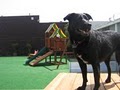 Dogs Dig It-Largest Daycare in Portland image 3