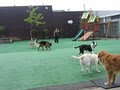 Dogs Dig It-Largest Daycare in Portland logo
