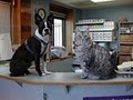 Dogwood Pet Hospital image 5