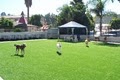 EasyTurf Synthetic Grass image 1