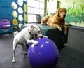 Fetch Doggie Daycare image 2