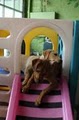 Fetch Doggie Daycare image 5