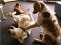 Fetch Doggie Daycare image 8