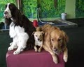 Fetch Doggie Daycare image 9